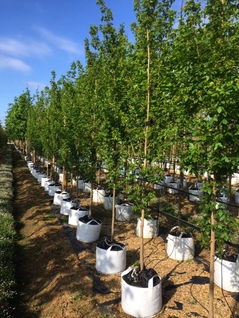 Acer campestre Streetwise at barcham trees